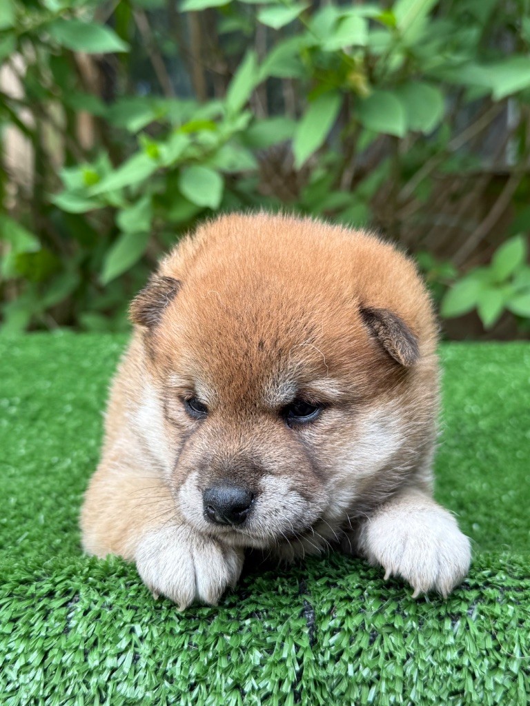 du Domaine du Clos Benoît - Chiots disponibles - Shiba