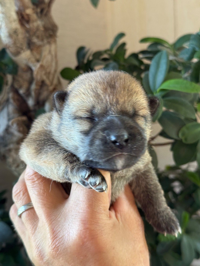 du Domaine du Clos Benoît - Chiots disponibles - Shiba