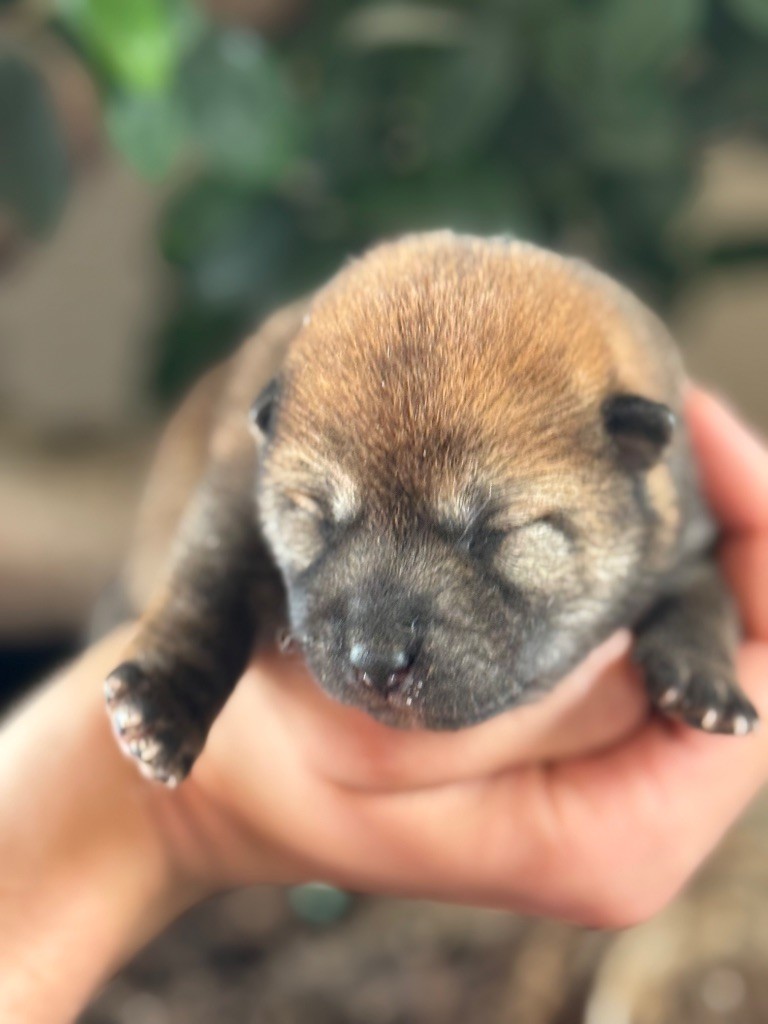 du Domaine du Clos Benoît - Chiots disponibles - Shiba