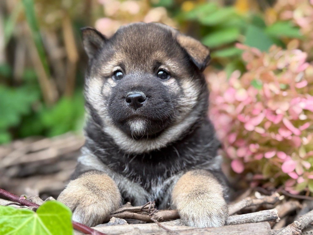 du Domaine du Clos Benoît - Chiots disponibles - Shiba