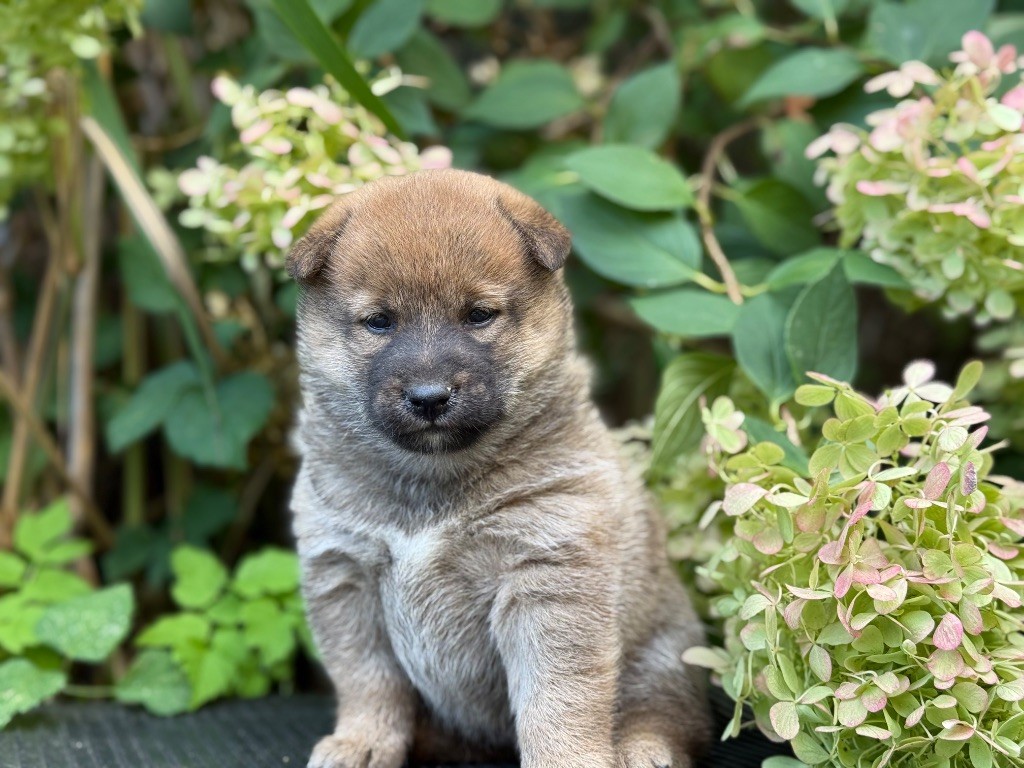 du Domaine du Clos Benoît - Chiots disponibles - Shiba