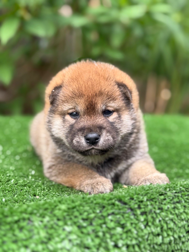 du Domaine du Clos Benoît - Chiots disponibles - Shiba