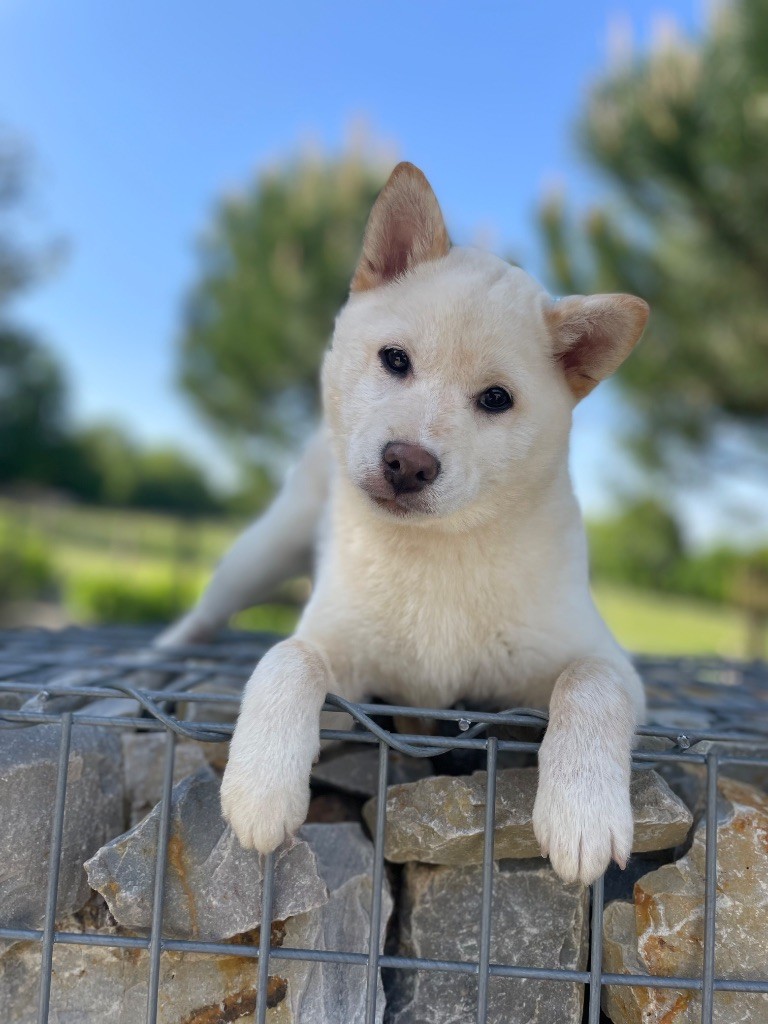 du Domaine du Clos Benoît - Chiots disponibles - Shiba