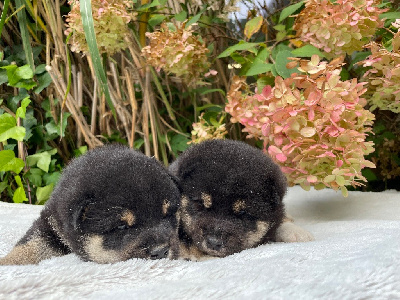 CHIOT 1