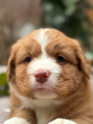 Chiot N°8