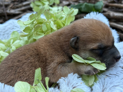 Chiot N°1