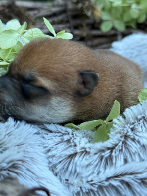 Chiot N°6