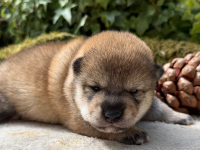 Chiot N°1