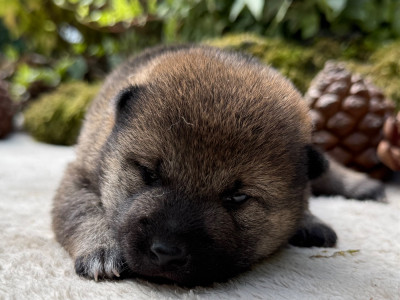 Chiot N°2