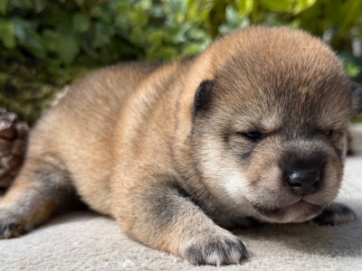 Chiot N°3