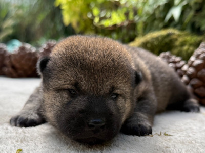 Chiot N°4