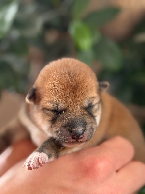 CHIOT 1