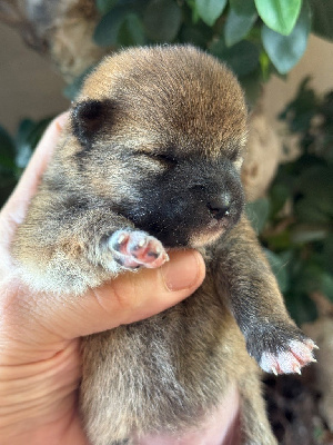 CHIOT 1