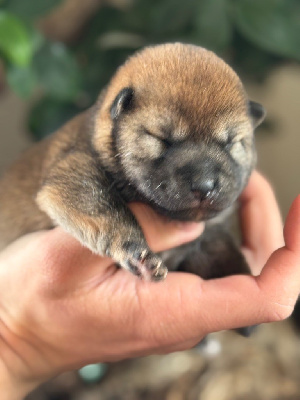 CHIOT 3