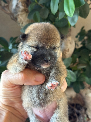 CHIOT 4
