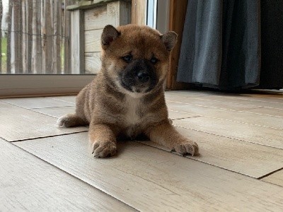 CHIOT