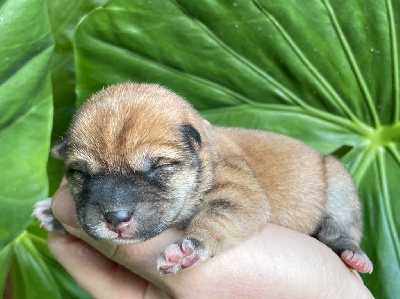 CHIOT 2