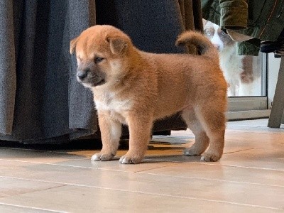 CHIOT