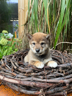 CHIOT 5