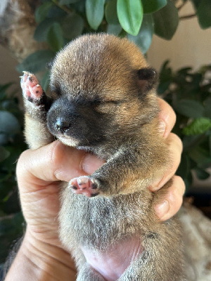 CHIOT 5