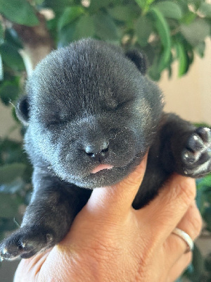 CHIOT 3