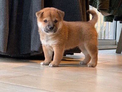 CHIOT