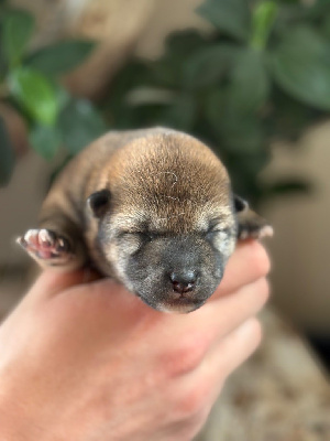 CHIOT 2