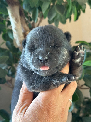 CHIOT 2