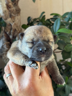 CHIOT 6