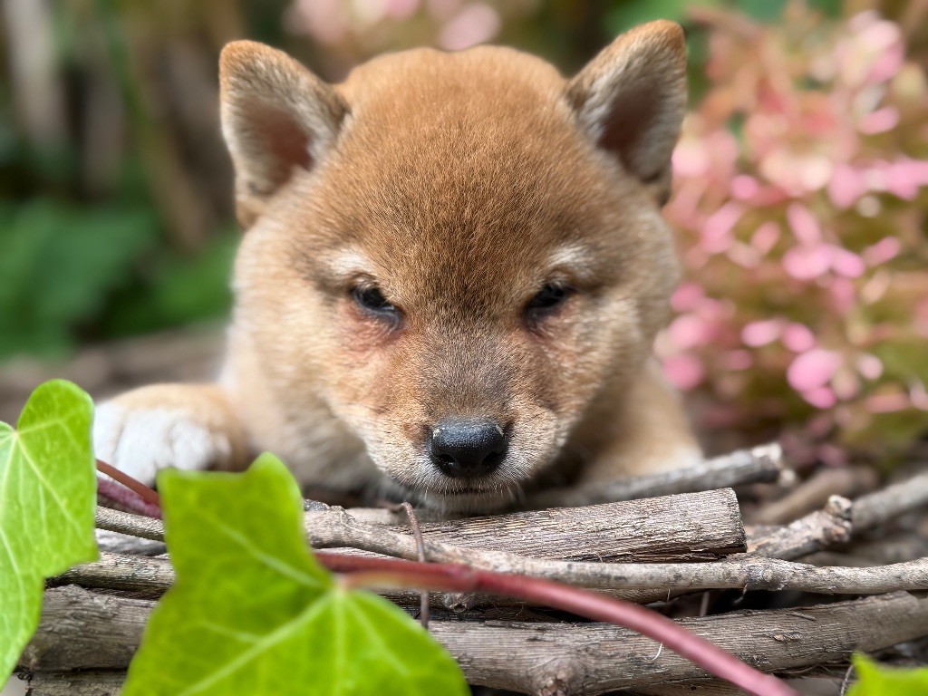du Domaine du Clos Benoît - Chiots disponibles - Shiba