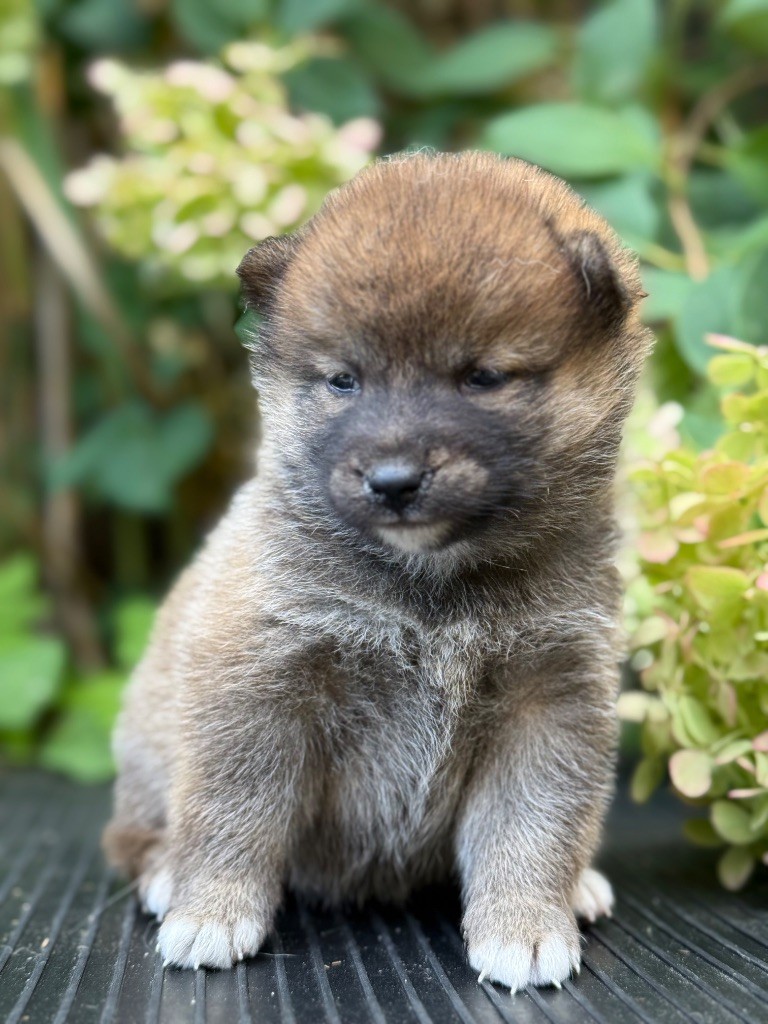 du Domaine du Clos Benoît - Chiots disponibles - Shiba