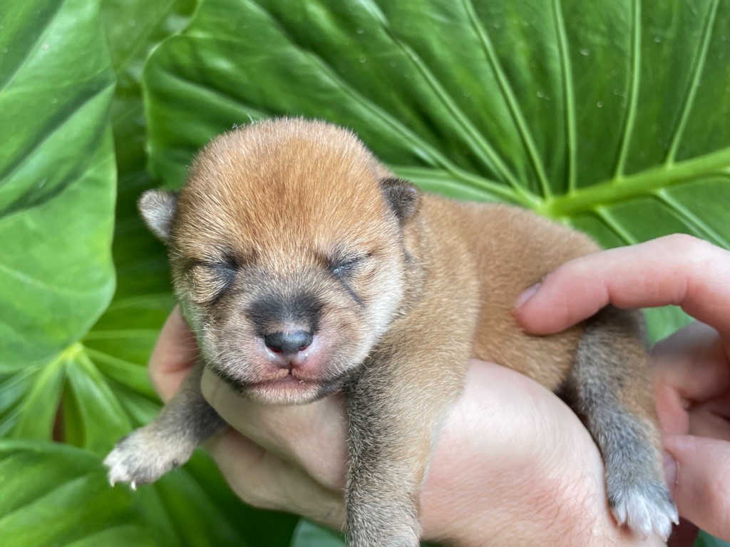 du Domaine du Clos Benoît - Chiots disponibles - Shiba