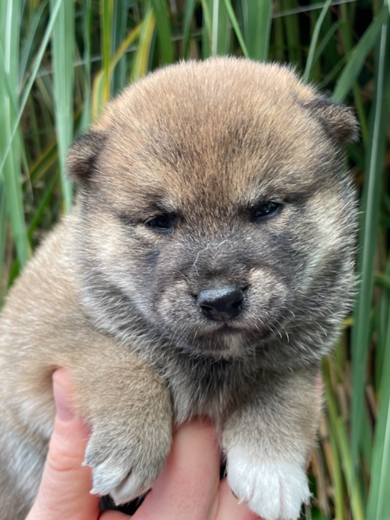 CHIOT 2