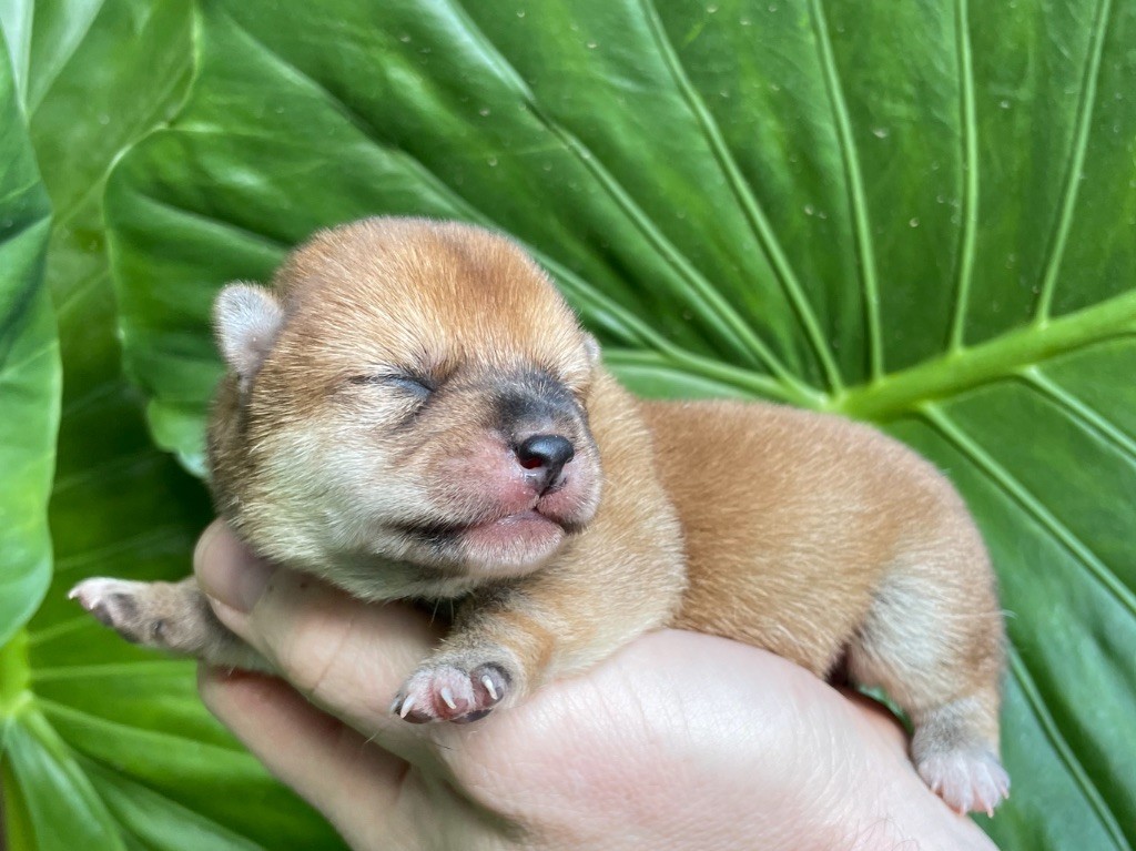 du Domaine du Clos Benoît - Chiots disponibles - Shiba
