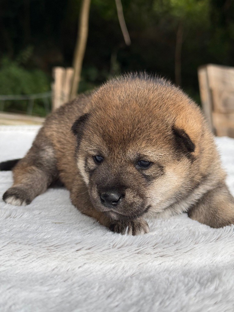 du Domaine du Clos Benoît - Chiots disponibles - Shiba