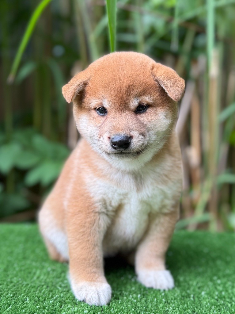du Domaine du Clos Benoît - Chiots disponibles - Shiba