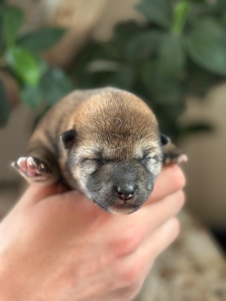 du Domaine du Clos Benoît - Chiots disponibles - Shiba