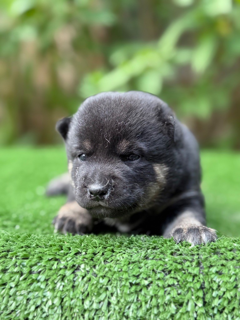 du Domaine du Clos Benoît - Chiots disponibles - Shiba