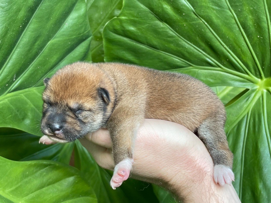 du Domaine du Clos Benoît - Chiots disponibles - Shiba