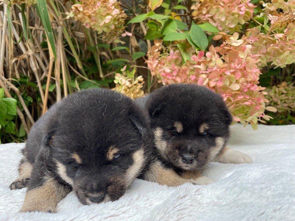 du Domaine du Clos Benoît - Chiots disponibles - Shiba