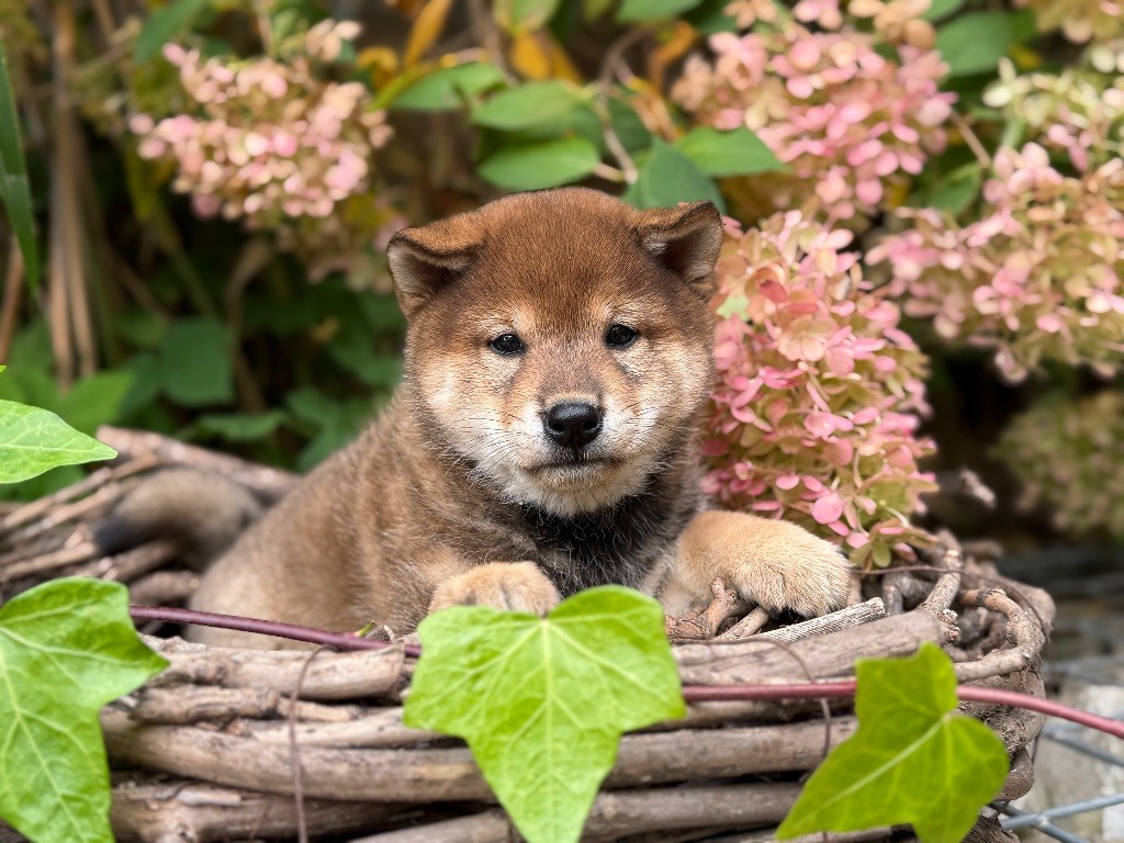 du Domaine du Clos Benoît - Chiots disponibles - Shiba
