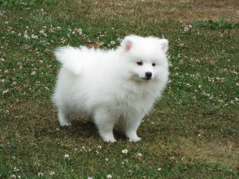 CHIOT
