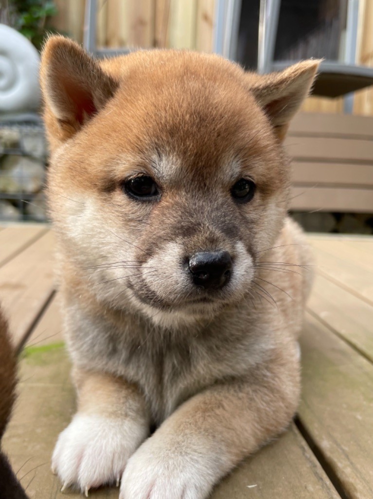 CHIOT